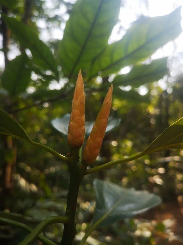 廣東博皓 博行天下丨虎年第一爬，挑戰從化老虎頭   -3
