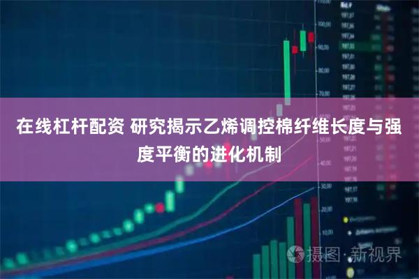 在线杠杆配资 研究揭示乙烯调控棉纤维长度与强度平衡的进化机制